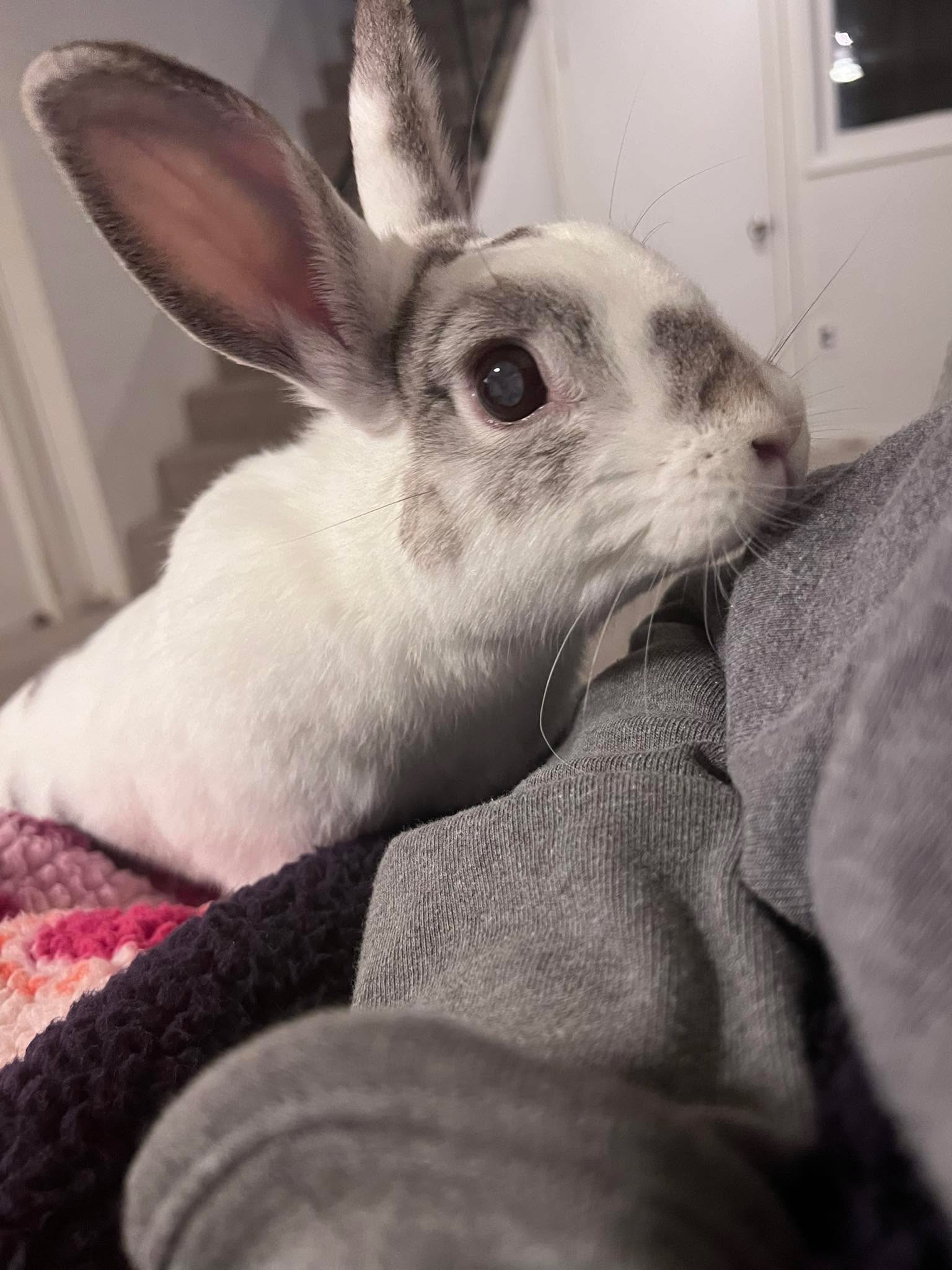 Got some Zuma love during my Bible time this morning. We discovered a few weeks ago that she’s going blind so sometimes she bumps into things and can’t find her chew sticks but she’s still the sweetest, happiest bunny ❤️