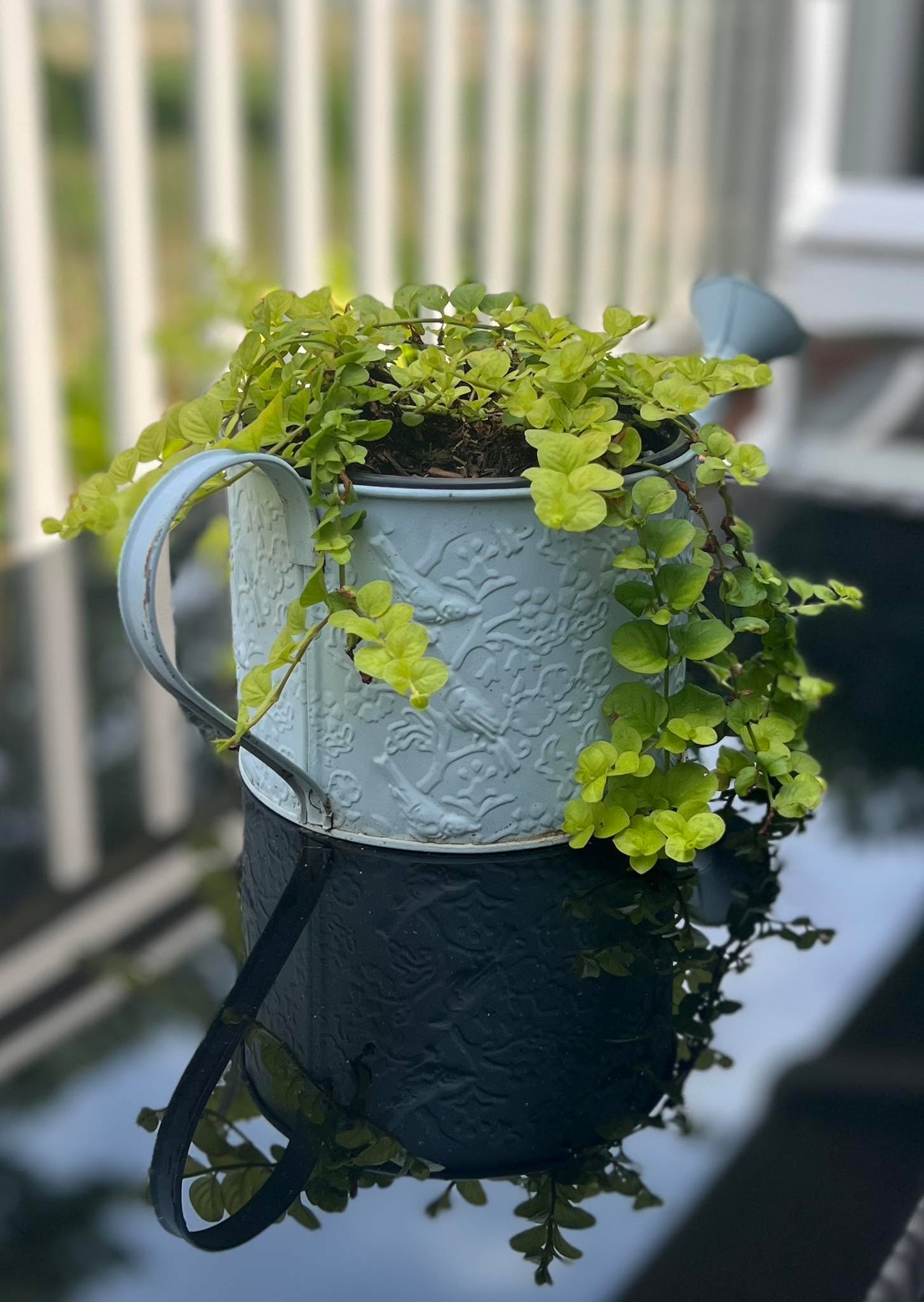 My little Jenny plant is so happy on our front porch! ☀️ 💦 🪴