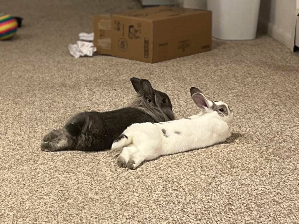 Happy Birthday, babies! You’re 3! Brother and sister AND best friends, these two are my Bible study buddies, and my entertainment. I’ll give them extra bamboo sticks to celebrate! Look at those legs! ❤️